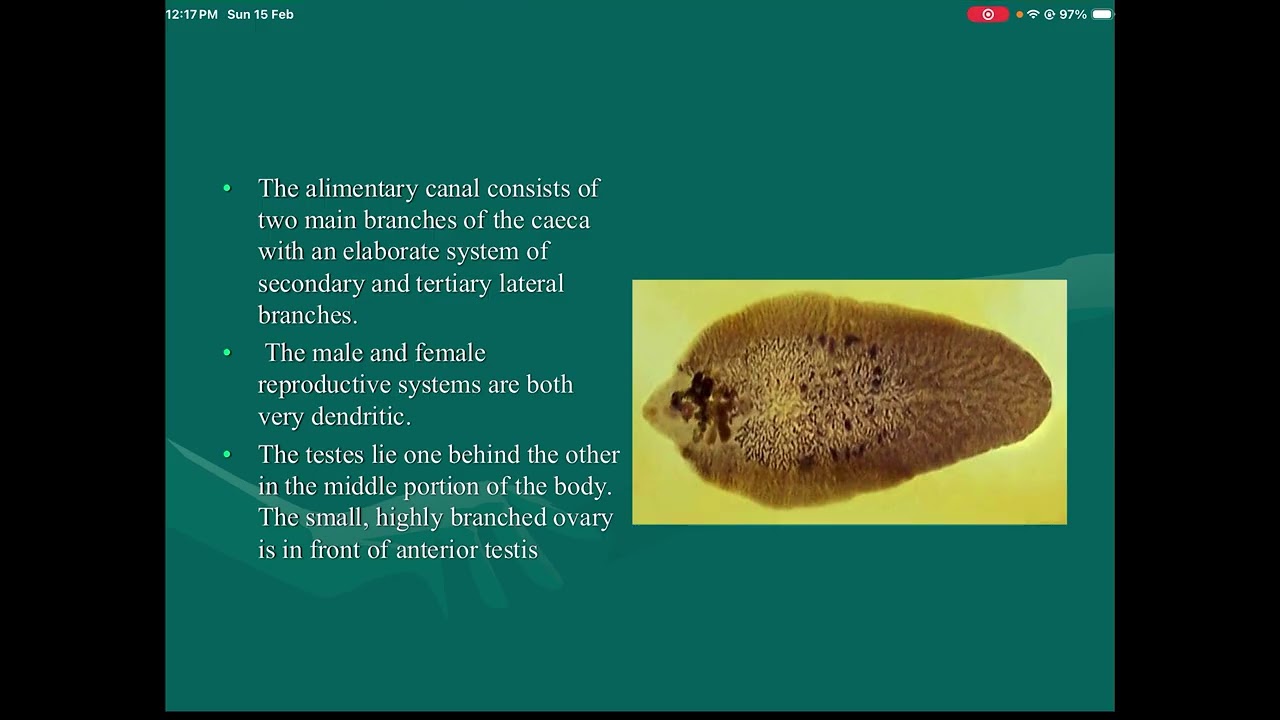 بارا نظري د. هدى