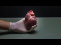 Dissection Of The Heart An Introduction