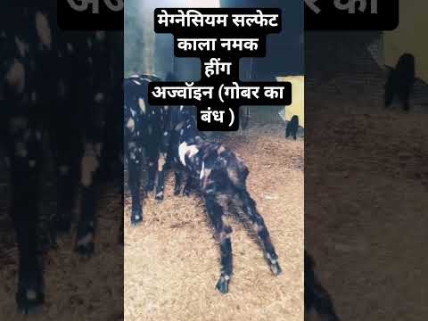 गोबर का बंध #trending #viral #vlog by Arunjalap