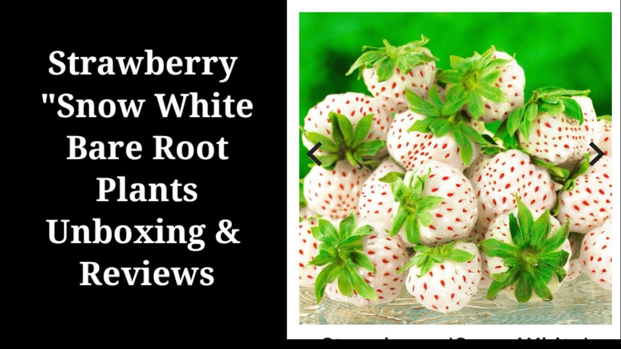STRAWBERRY "SNOW WHITE" BARE ROOT PLANTS YouTube