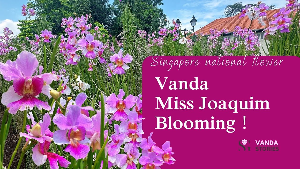 Vanda Miss Joaquim