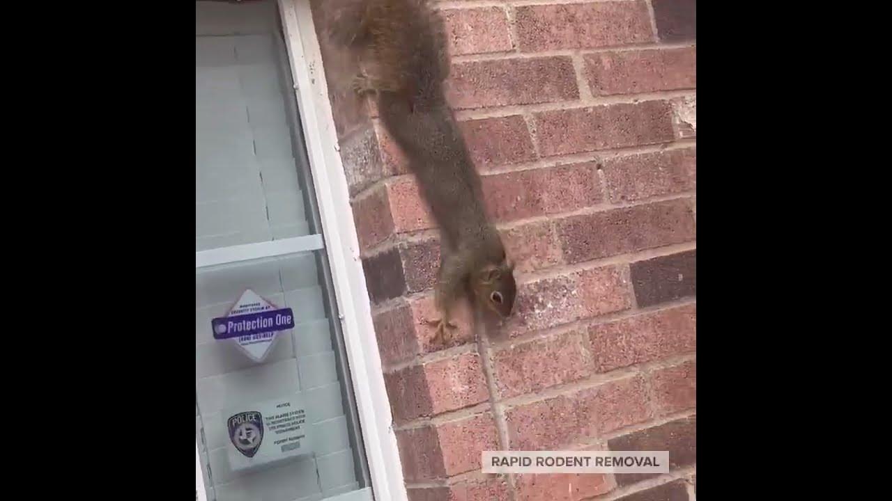 Can squirrels climb walls ? YouTube