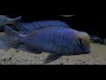 Cyrtocara Moorii (Blue Dolphin) Yunus Cichlid