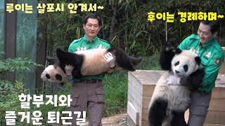 [에버랜드 판다] 루이바오는 송바오님에게 안겨서, 후이바오는 퇴근 경례하며 퇴근! / 할부지와 즐거운 퇴근길 / 죽순과 많이 친해진 쌍둥바오 / 오늘도 귀여운 루이와 후이~