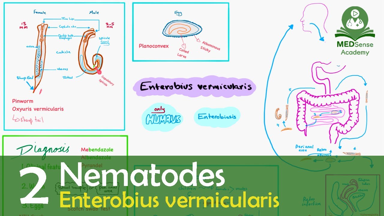 enterobiosis a kertben