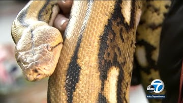 15-foot python named 