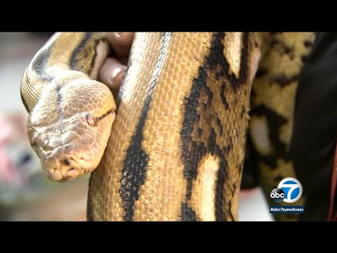 15-foot python named 'Big Mama' found after escaping from its cage in Chatsworth