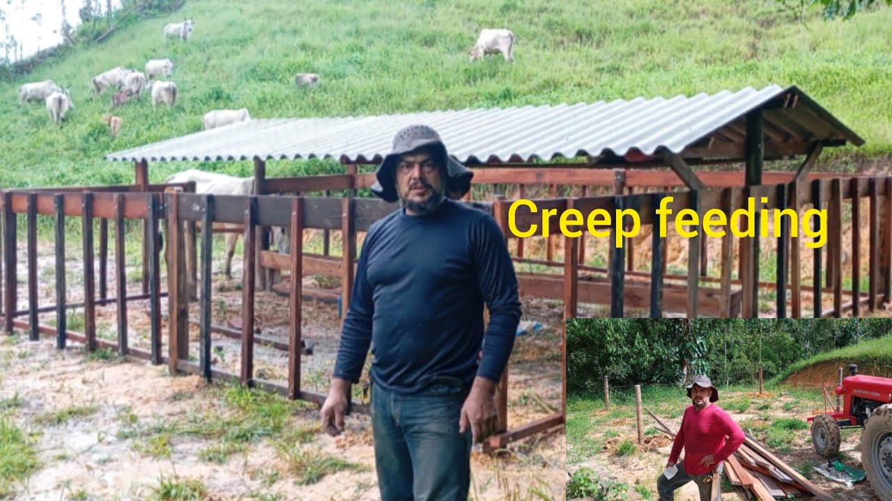 Trabalho concluído creep feeding, projeto para bezerros 