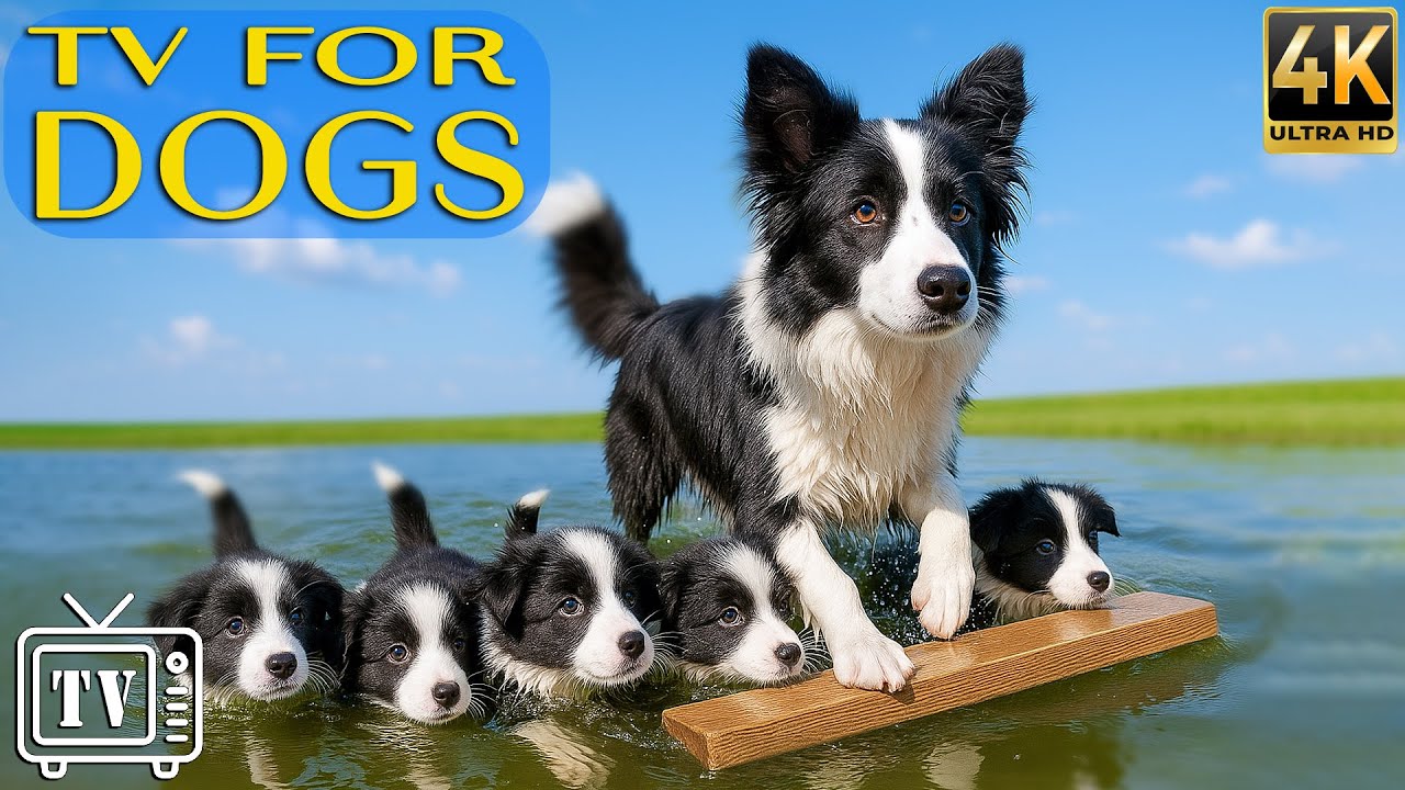 Dog TV: Best Entertaining Videos for Dogs to Watch - Relaxing Music for Dogs & Real Sounds Calm Dogs