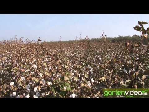 Video: Baumwollpflanze - Vorteilhafte Eigenschaften Und Anbau Von Baumwolle. Baumwollanwendung