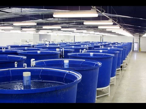 PEA1 - The Future Of Clean, Green Fish Farming Could Be Indoor ...