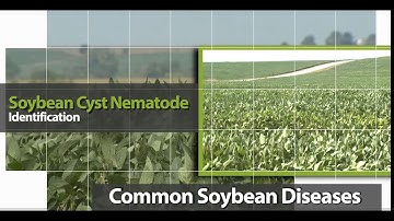 Identifying Soybean Cyst Nematode