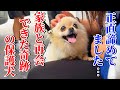 保護犬との最後のお別れ…さよなら、ピース…