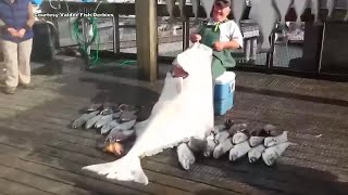 Daily limits for Halibut to remain the same in 2026