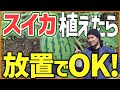 【スイカは実は簡単!】家庭菜園初心者でも簡単に栽培する方法