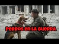 ¡Perros en la guerra: héroes olvidados! 🐾💔 #HéroesDeCuatroPatas #HistoriasDeValor
