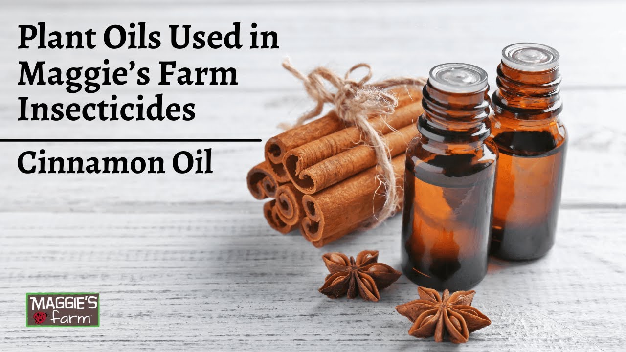 What is Cinnamon Essential Oil Used For?
