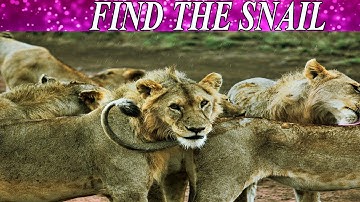 Can You Find The Hidden Objects | 99% Fail | Hardest Game | Brain Booster