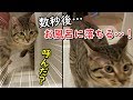飼い主の入浴中に突撃するも…勢いあまって落ちる猫!