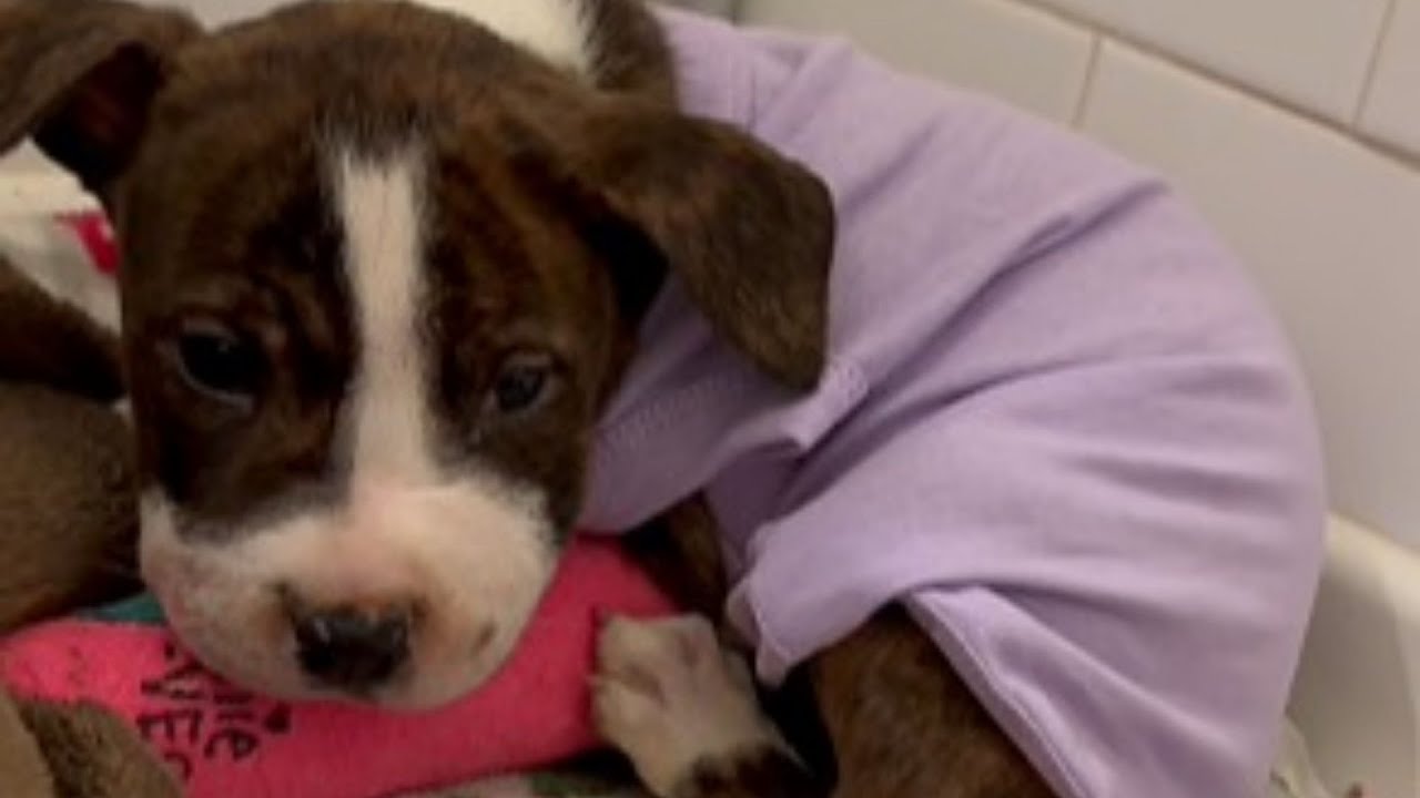 Puppy Found With Mouth Sealed - Her First Bark Made Me Cry