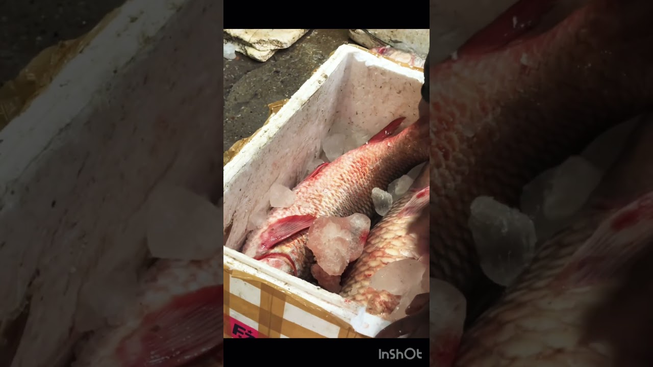 Fish 🐠 | Beautiful Golden Fish Video | Amazing Aquarium Fish