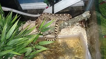Gopher snake eats live mouse