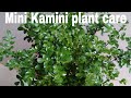 Madhu kaminimini kamini care  tipsbest fragrant flowering plant