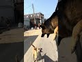 German shepherd vs street dogs reaction
