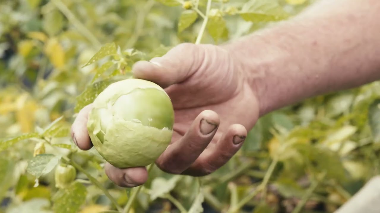 Benito's Hot Sauce- Our Partner Farmers
