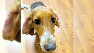 Basset hound. Avantages et inconvénients, Prix, Comment choisir, Faits, Soins, Histoire