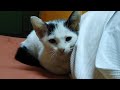 Baby cats - Cute and funny cat videos - Funny Cats and kittens - Cat fight cat - Cat videos #shorts