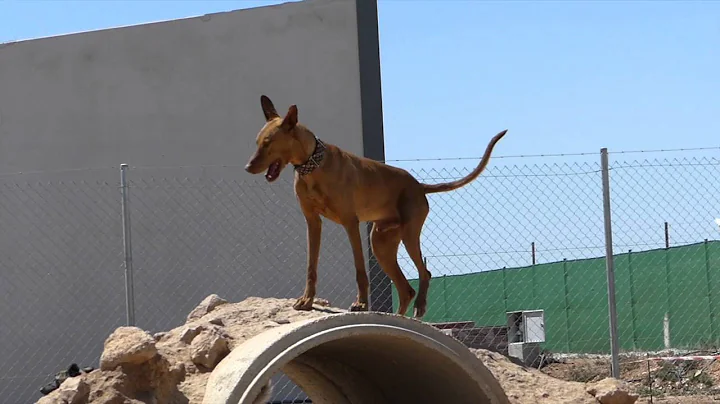 Boris a beautiful handsome Podenco looking for a home!
