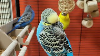 happy budgie sounds