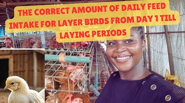 How Much Feed Do Layer Birds Need Per Day? CORRECT FEED QUANTITY FROM DAY 1 TILL LAYING | VLOGMAS 12