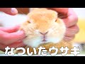 ウサギがなつくとこうなります【No.221】