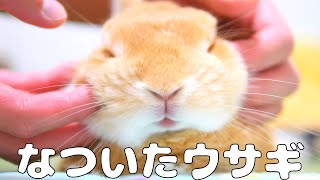 ウサギがなつくとこうなります【No.221】