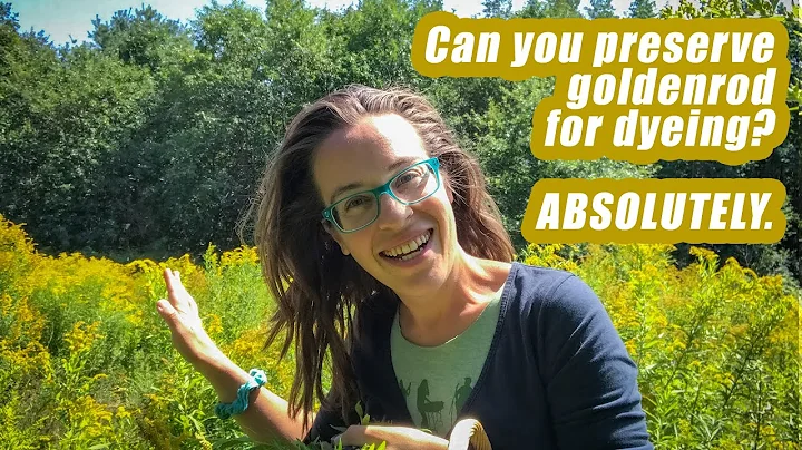 How to preserve goldenrod for use as a natural dye...