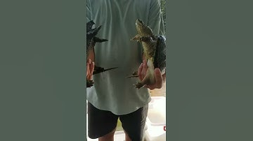 alligator snapping vs commonxflo snapping