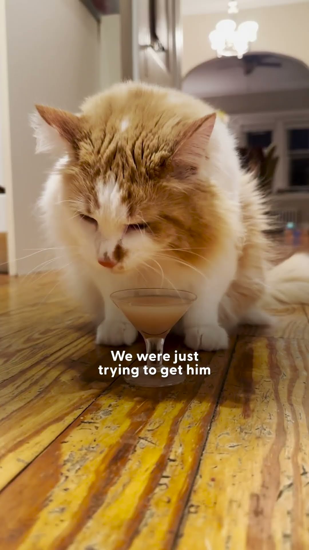 Cat Prefers A Martini To Milk | The Dodo