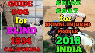 Guide Goat for spinal injured people 2018 in india