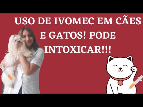 Vídeo: 7 Erros Que Podem Causar Ganho De Peso Em Cães E Gatos