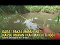 Hari ini ikan terlalu lapar mancing wader di sungai pinggiran sawah umpan amis gold teknik kumbul