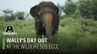 Wally's Day Out At The Wildlife Sos Eccc