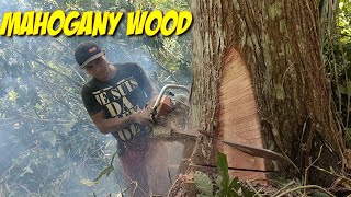 PENEBANG DARI BUMI AFRIKA PAKAI SENSO STIHL 070,TEBANG POHON MAHONI BESAR UMUR 30AN TAHUN