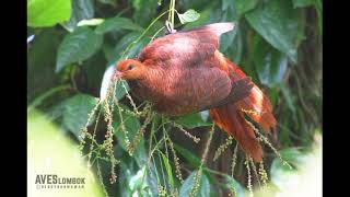 Pikat burung tekukur merah