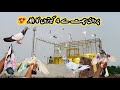4 Kabutar Pakray Parwaazi Chhat Se 😍 | Sheikhoo Pigeons Club