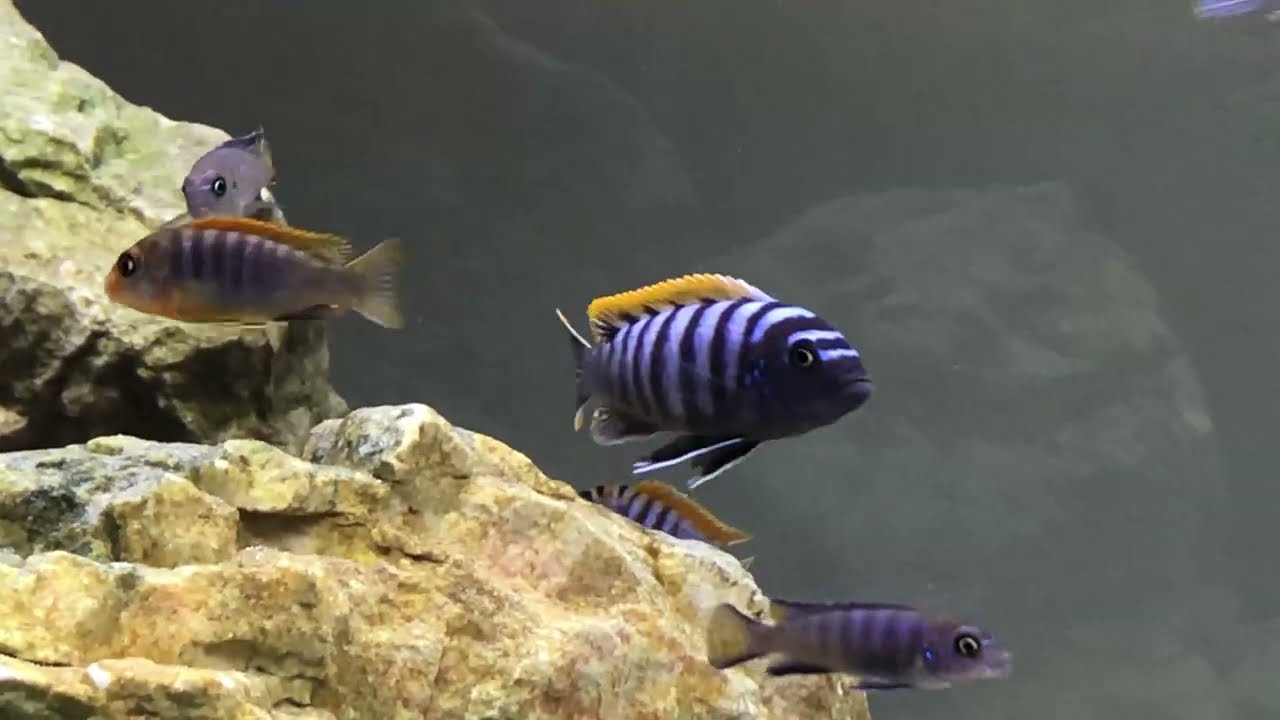 Species spotlight : Cynotilapia zebroides Luhuchi - YouTube