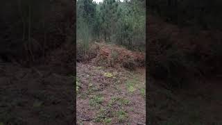 Caza en galicia al conejo