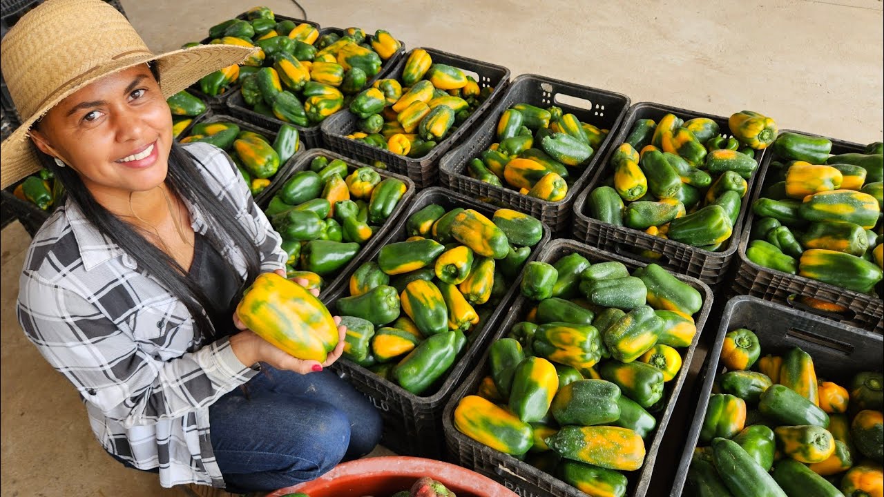 COLHEITA ABUNDANTE A RECOMPENSA QUE VEM DO CAMPO FARTURA NA ROÇA 🎊 🎉 #colheita 
