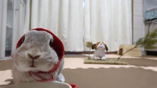 赤いずきんをかぶったうさぎを保護したというお話